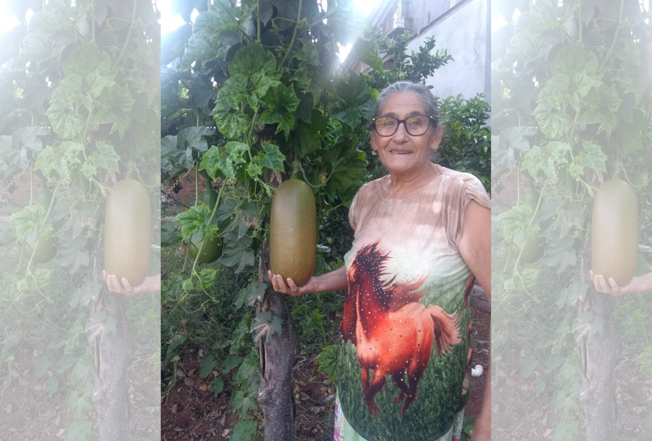 Espécie rara de maracujá gigante é cultivado por moradora de Cambuinzal