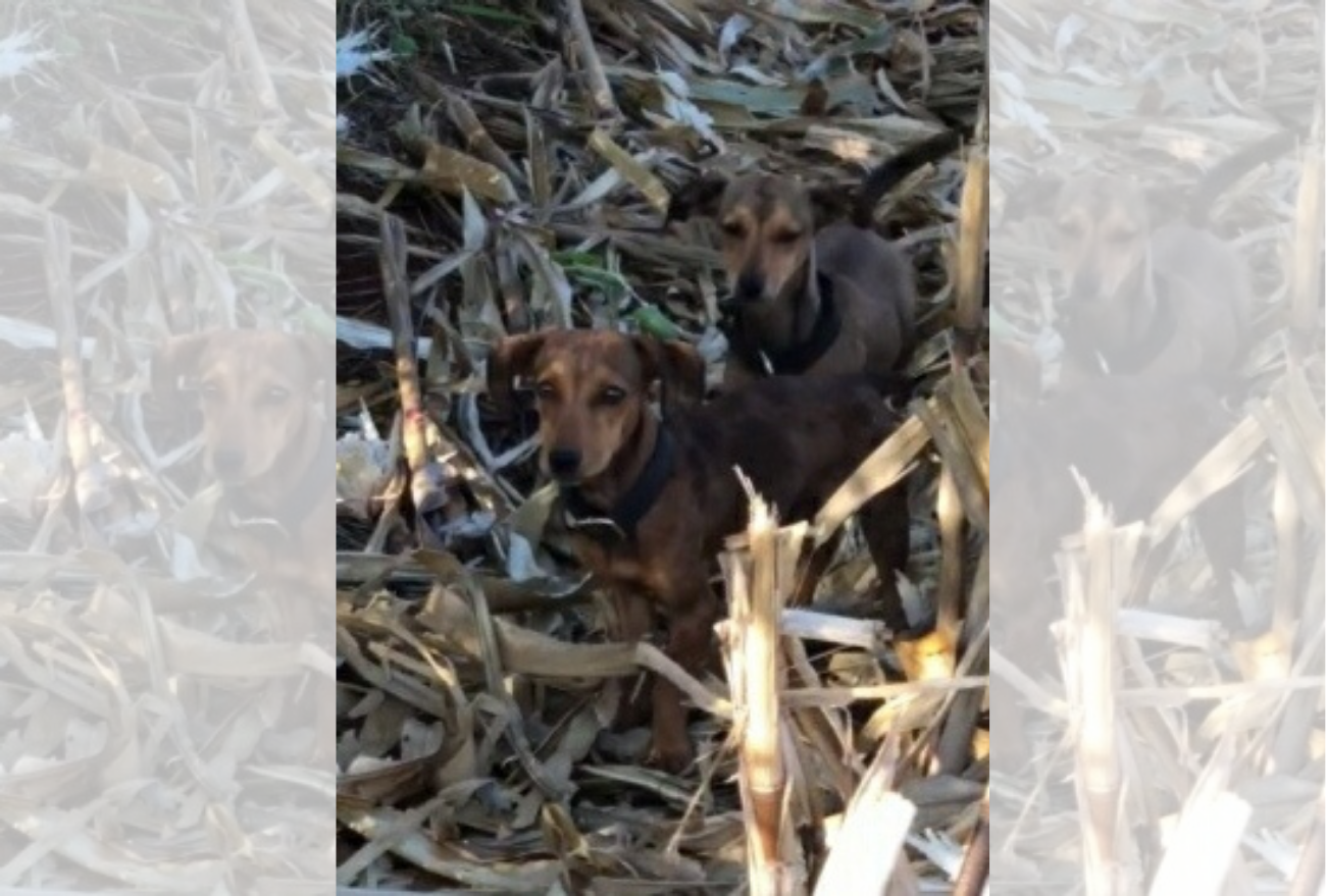Grupo Bem Estar Animal realiza o resgate de cães que foram abandonados no interior de Xanxerê
