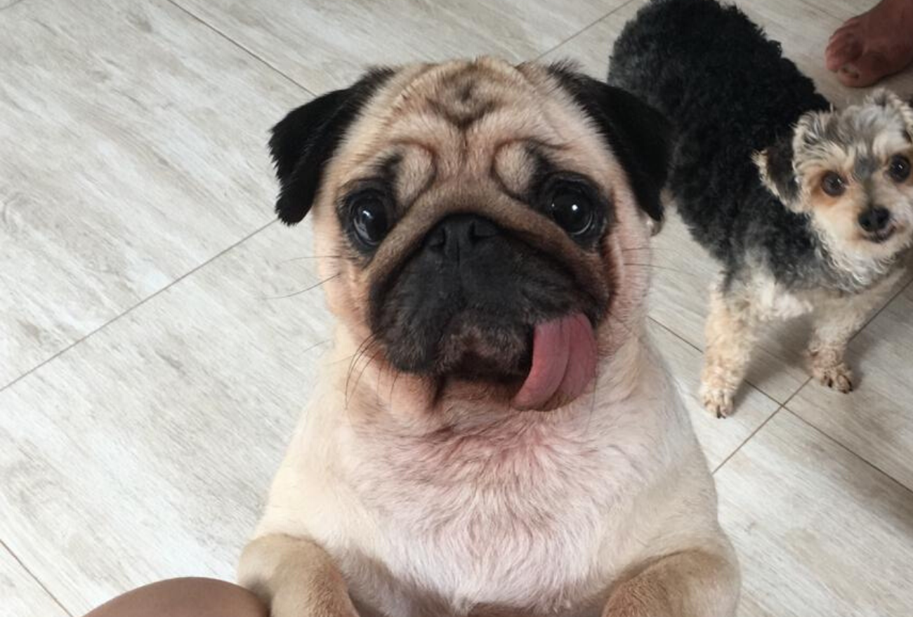 Conheça a Cacau, uma cachorrinha epilética que ganhou uma segunda chance de viver