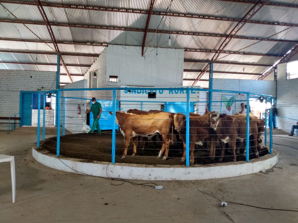 Governo libera presença de produtores em feiras e leilões de gado em SC