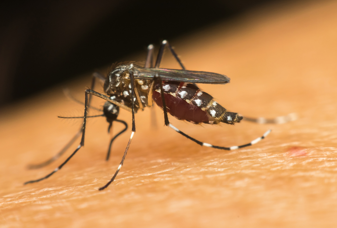 Xanxerê registra mais de 450 focos de dengue desde janeiro
