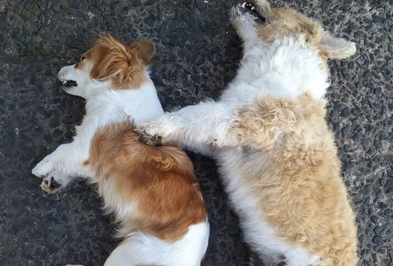 Cães envenenados no centro de Xanxerê causam revolta de tutores