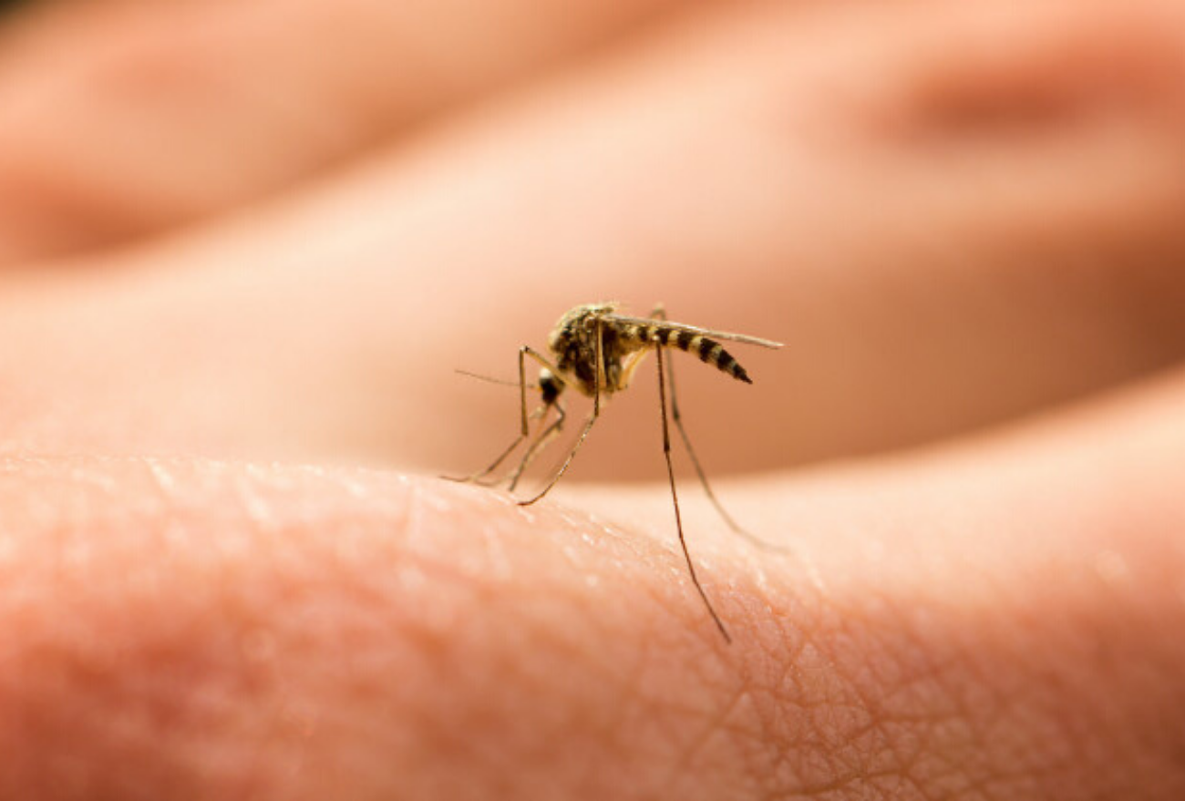 Desde o início do ano 461 focos do mosquito da dengue são registrados, em Xanxerê