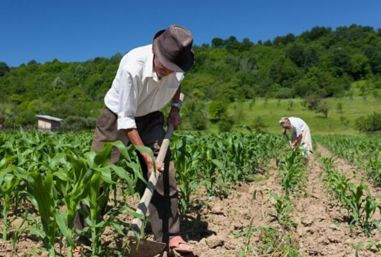 Dia do Trabalhador Rural: respeito e reconhecimento aos trabalhadores do campo