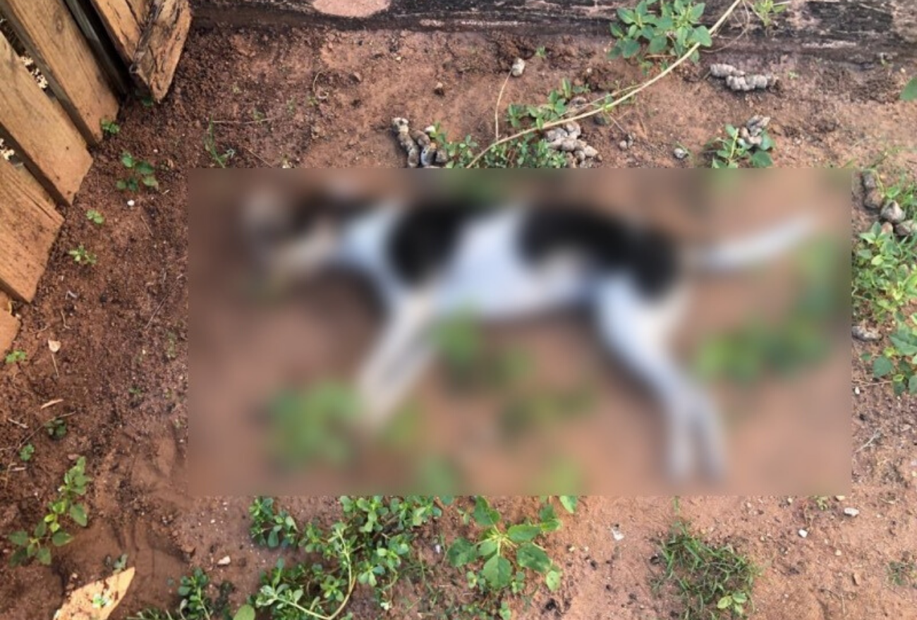 Cachorros são encontrados envenenados, em Xanxerê