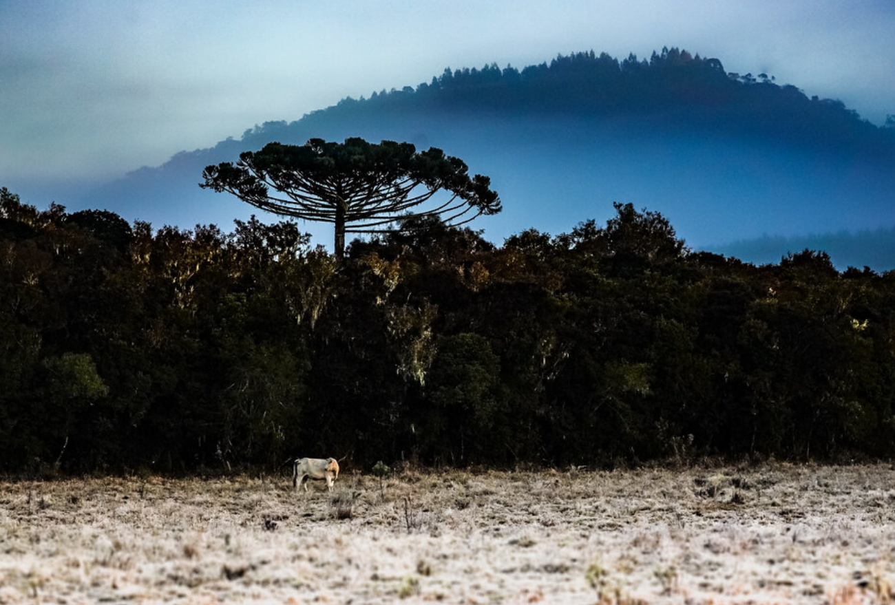Inverno começa neste sábado e frio mais intenso é previsto para julho