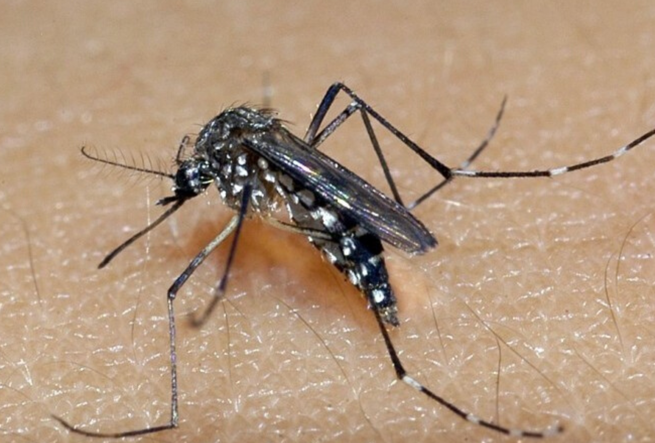 Xanxerê tem mais de 470 focos do mosquito da dengue