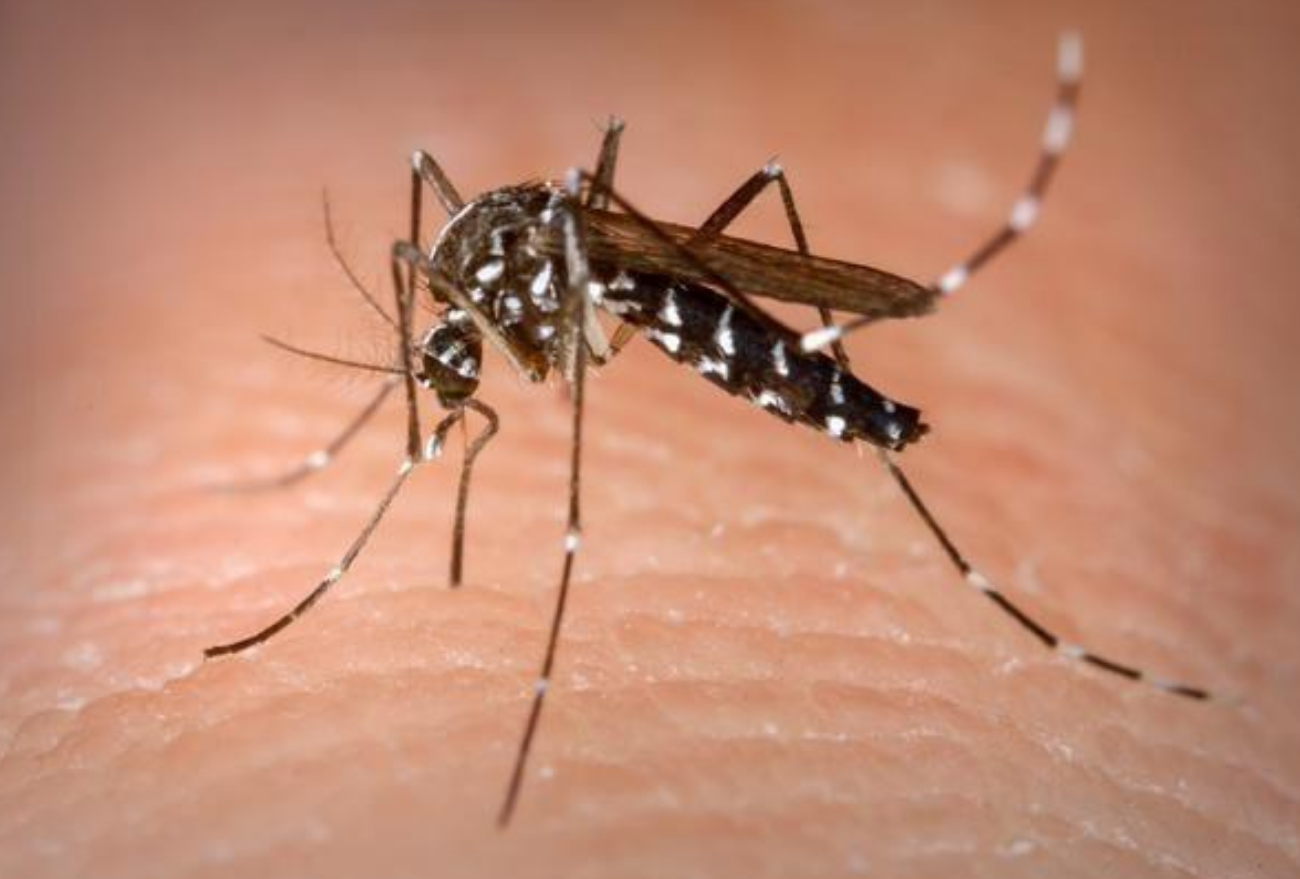 Xanxerê conta com 485 focos do mosquito da dengue