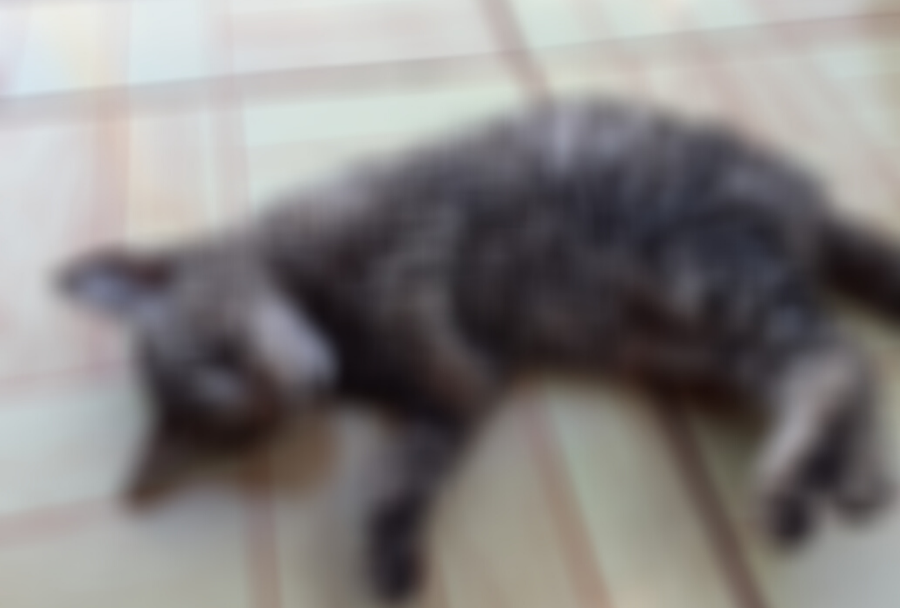Gatos são encontrados envenenados no bairro São Jorge, em Xanxerê