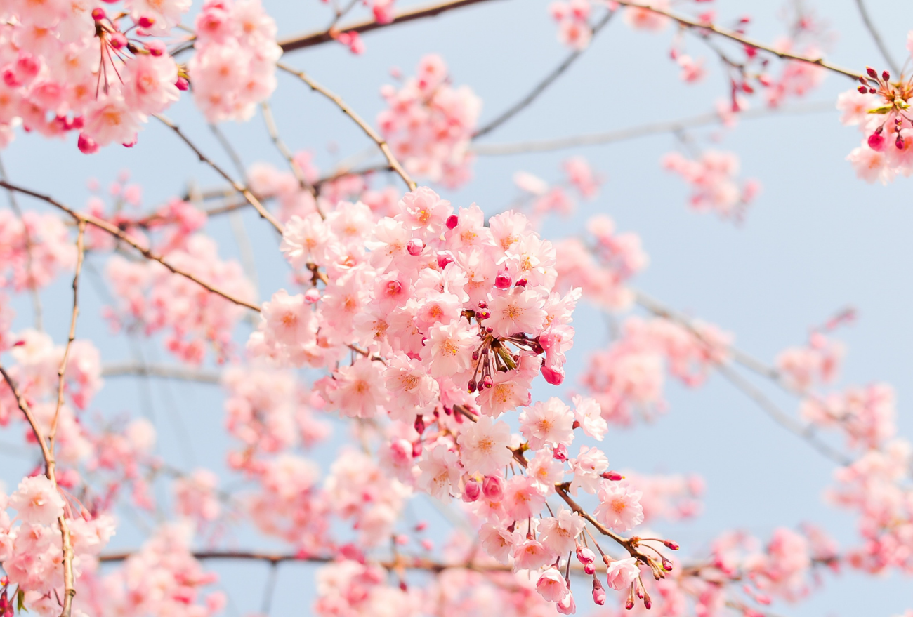 Primavera: saiba como manter a saúde em dia e ficar longe das alergias