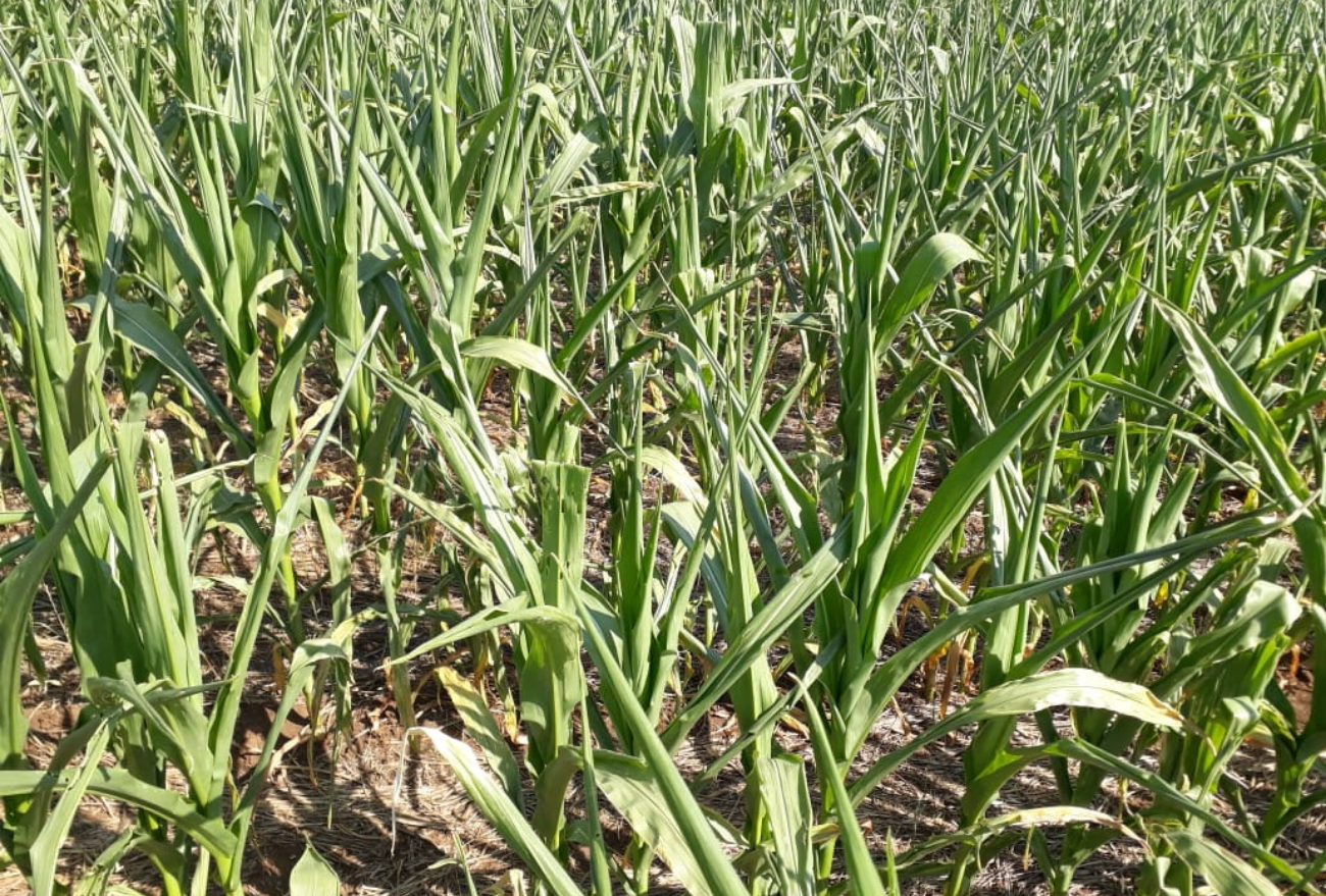 Agricultor de Xanxerê registra perda de 30% da produção de milho por causa da estiagem