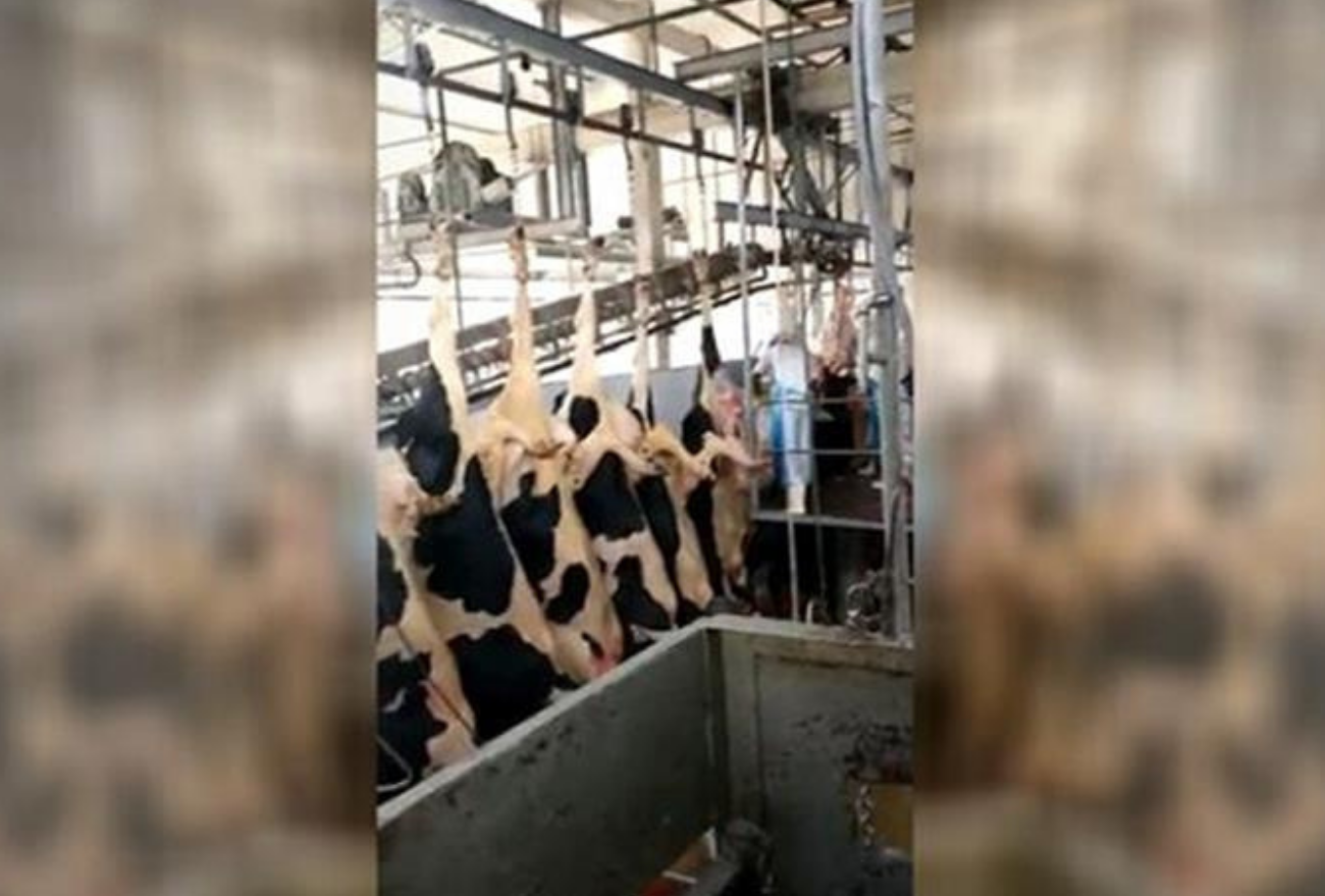 Produtor abate 30% do rebanho de vacas de leite e contabiliza mais de R$ 800 mil de prejuízo