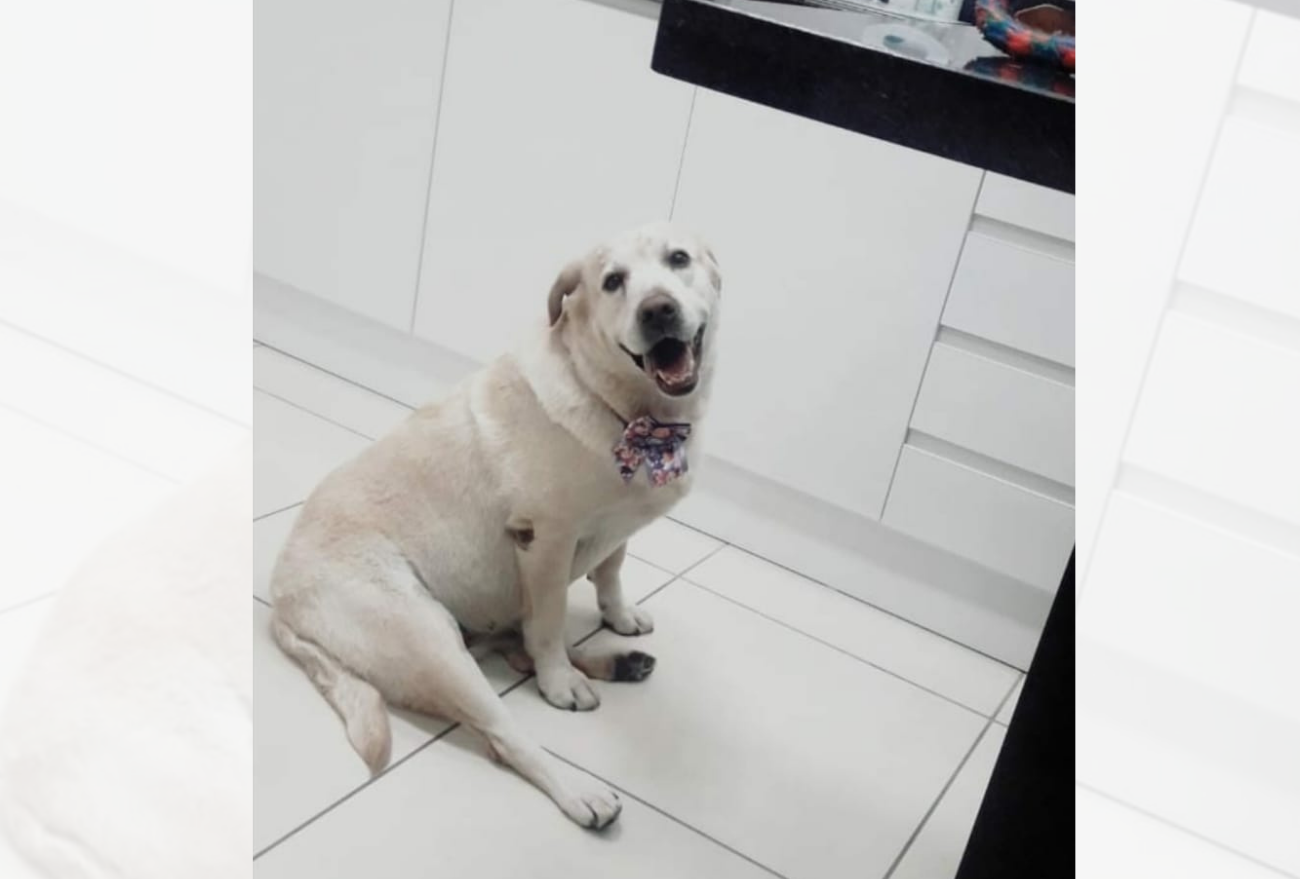 Com tumor na mama, cachorra Hanna precisa fazer dieta pré-operatória