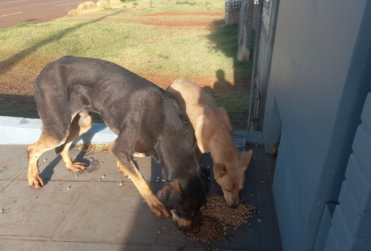 Cães voltam a ser abandonados no Bairro São Jorge, em Xanxerê