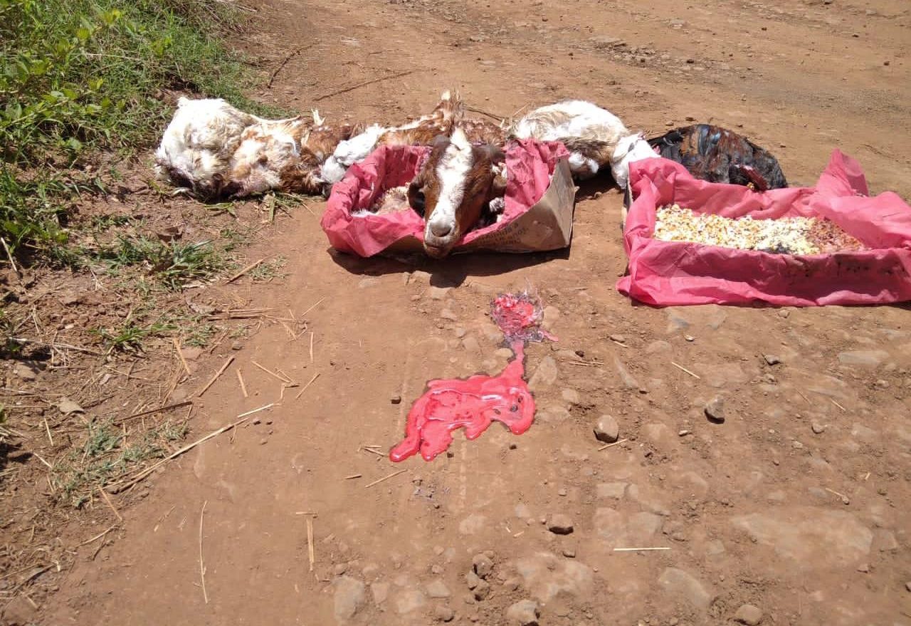 Moradores registram sacrifício de animais para possível ritual de magia negra, em Xanxerê