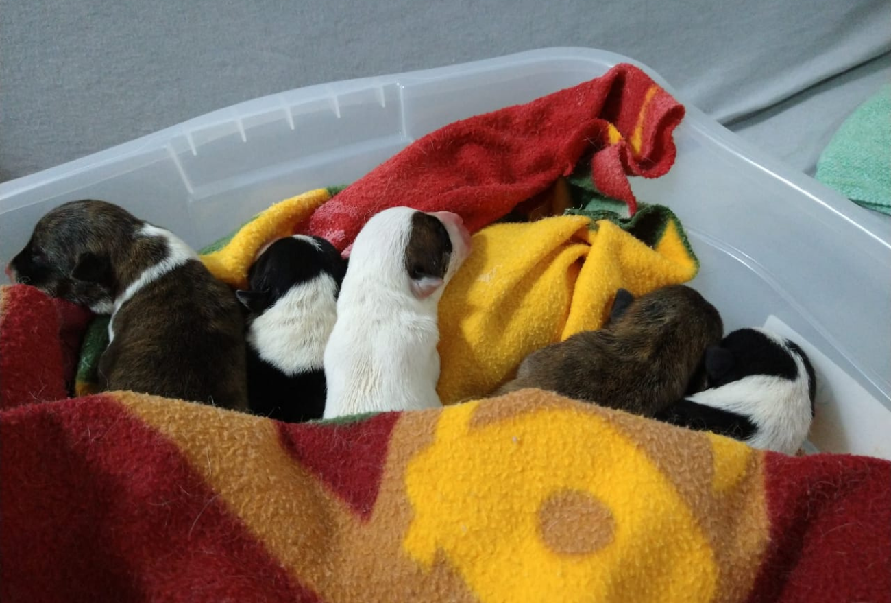 Cinco cães abandonados com cordão umbilical morrem, em Xanxerê