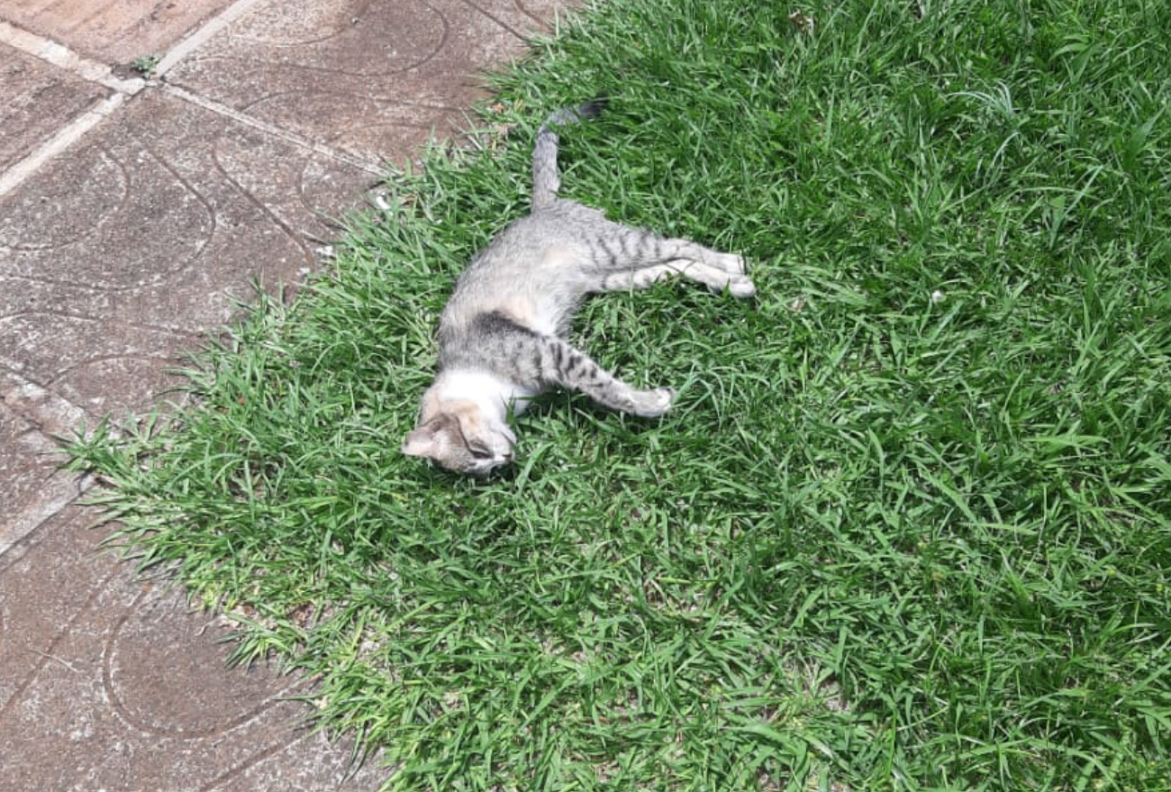 Gato é encontrado envenenado no centro de Xanxerê