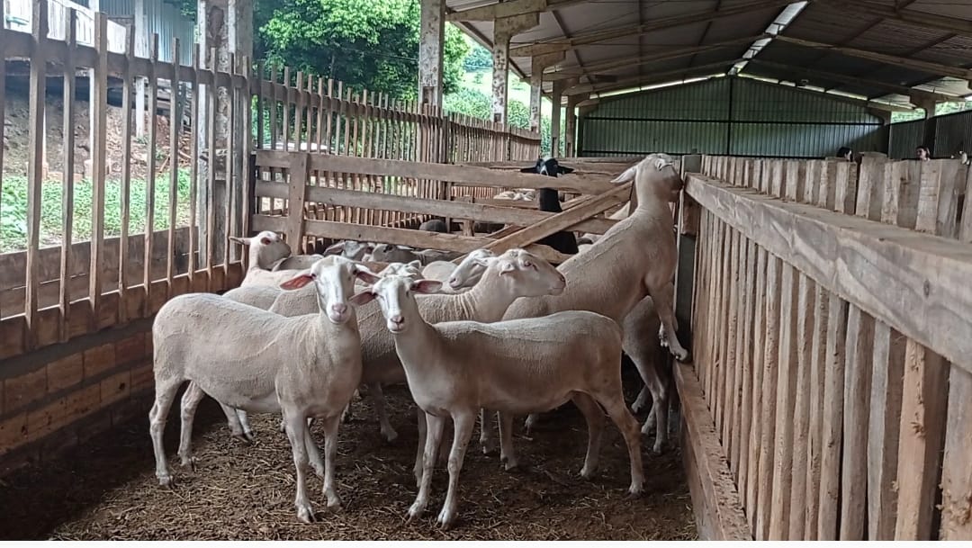 Lance No Campo: família de Lajeado Grande é uma das cinco do Estado a produzir leite de ovelha