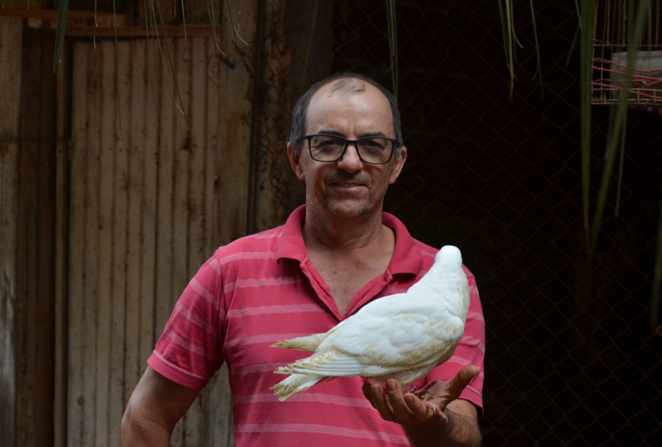Lance no Campo: xanxerense se dedica a criação de pombos ornamentais