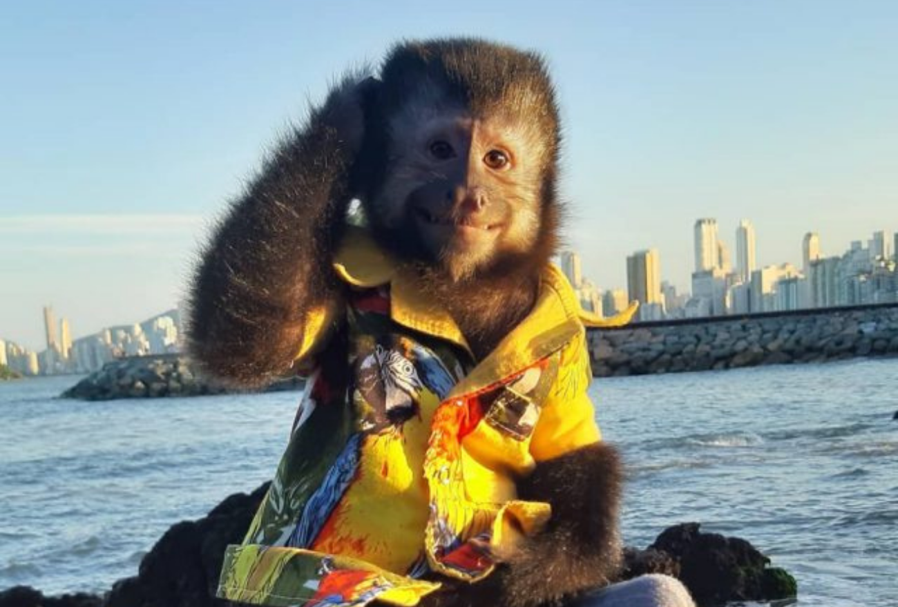 Macaco-prego de Xanxerê faz sucesso em Balneário Camboriú