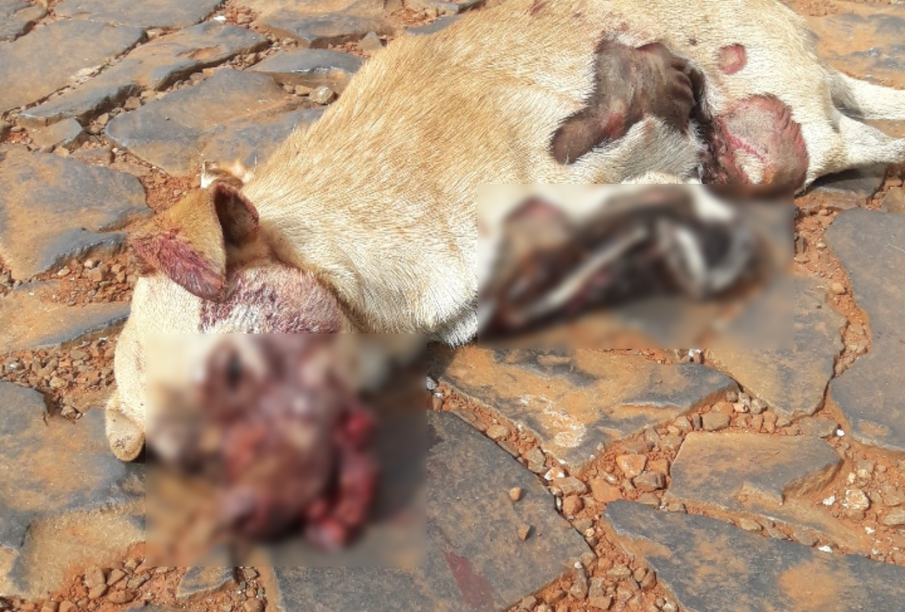 Cena forte: cão espancado é abandonado em frente à Clínica Veterinária de Xanxerê