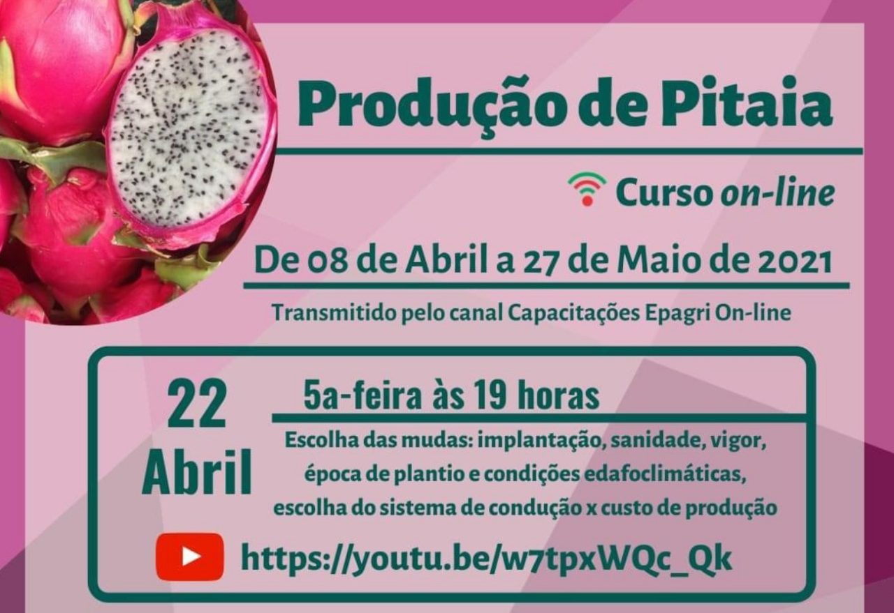 Epagri disponibiliza curso on-line gratuito sobre a produção de pitaya