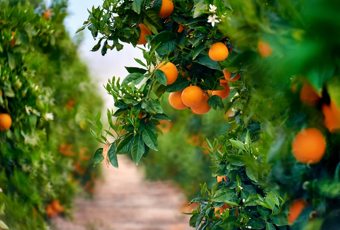 Secretaria de Agricultura abre inscrições para pedidos para aquisição de mudas frutíferas
