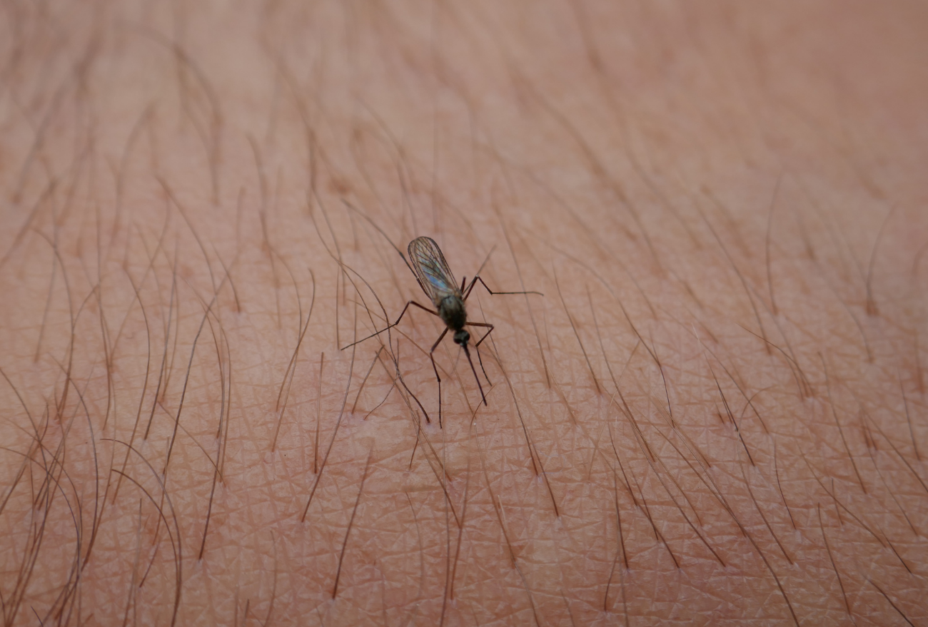 Seara confirma primeiro caso de Zika Vírus