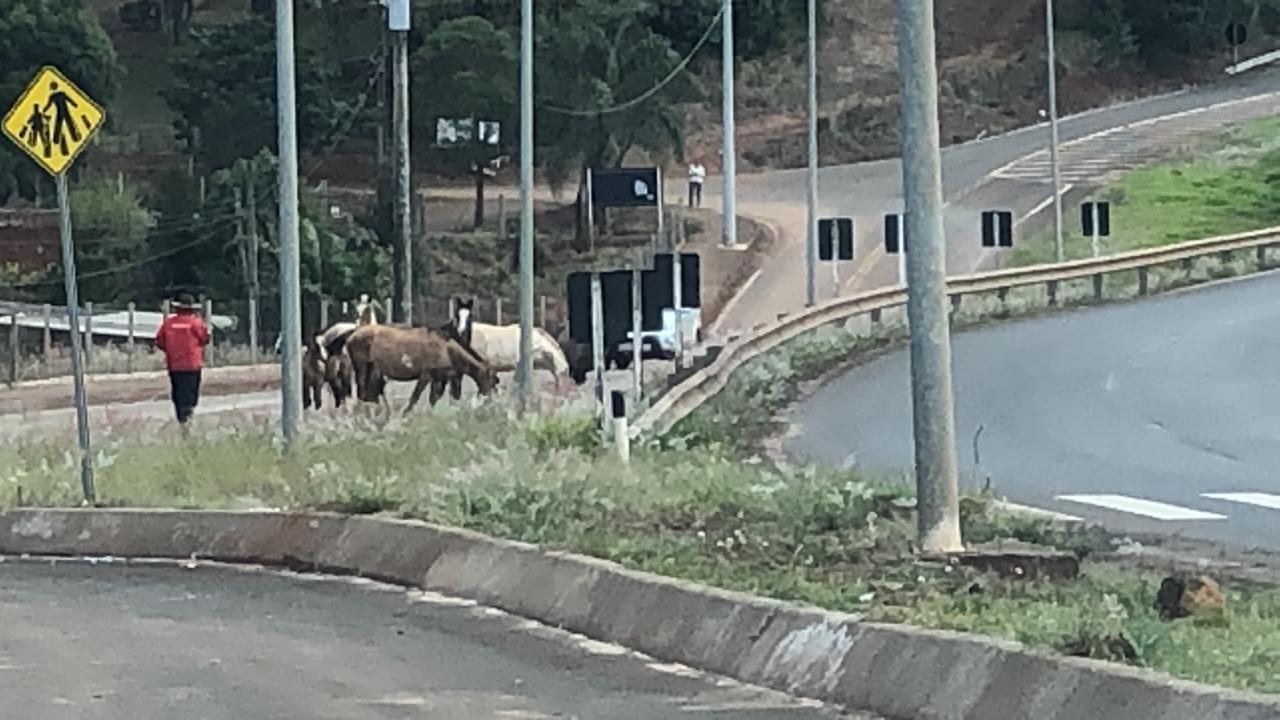 Motorista flagra cavalos soltos na BR-282, em Xanxerê