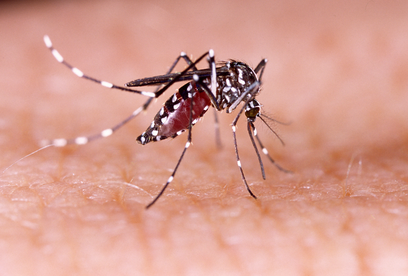 Diversos bairros são considerados infestados pelo mosquito da Dengue, em Xanxerê.