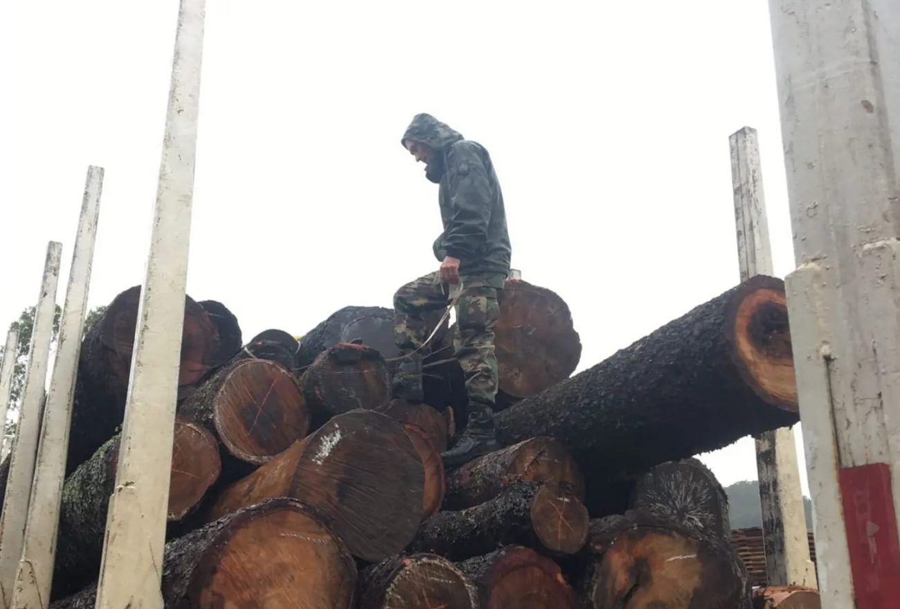 Polícia Militar Ambiental apreende carga de madeira nativa