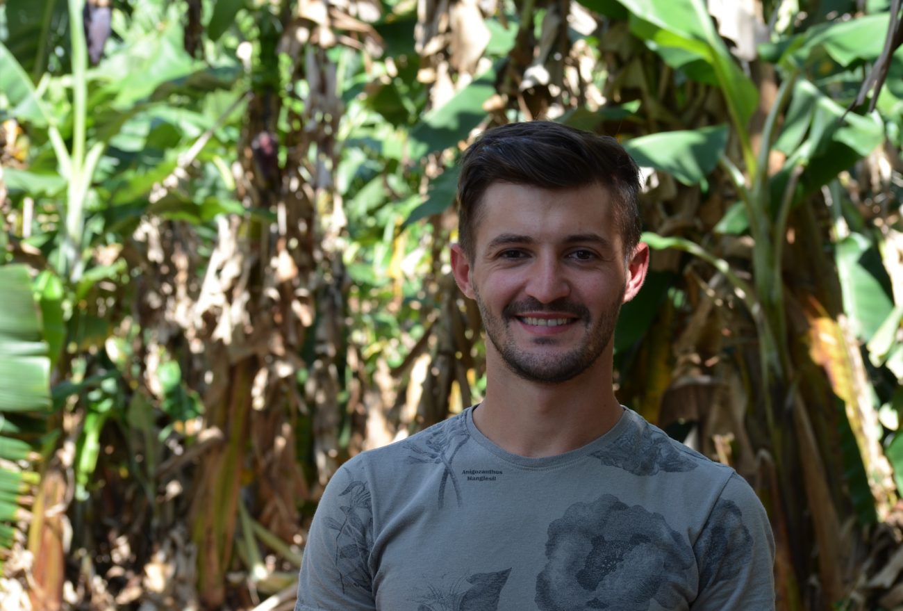 Lance no Campo: produtor de Cordilheira Alta investe no cultivo de banana orgânica