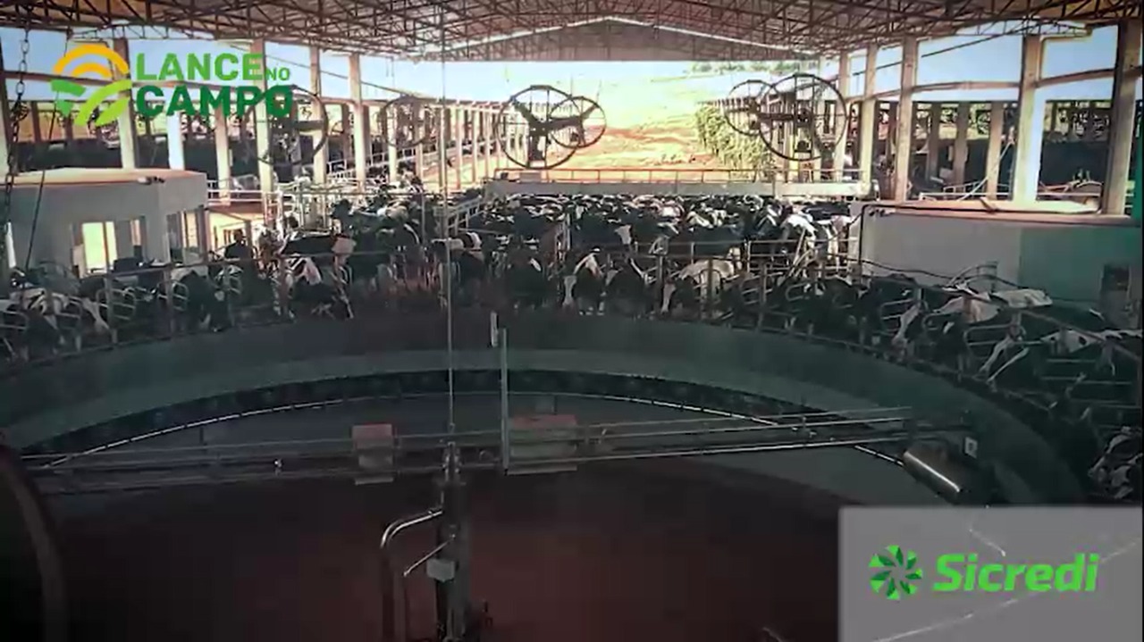 Lance no Campo: propriedade de Xanxerê implanta sistema carrossel de ordenha