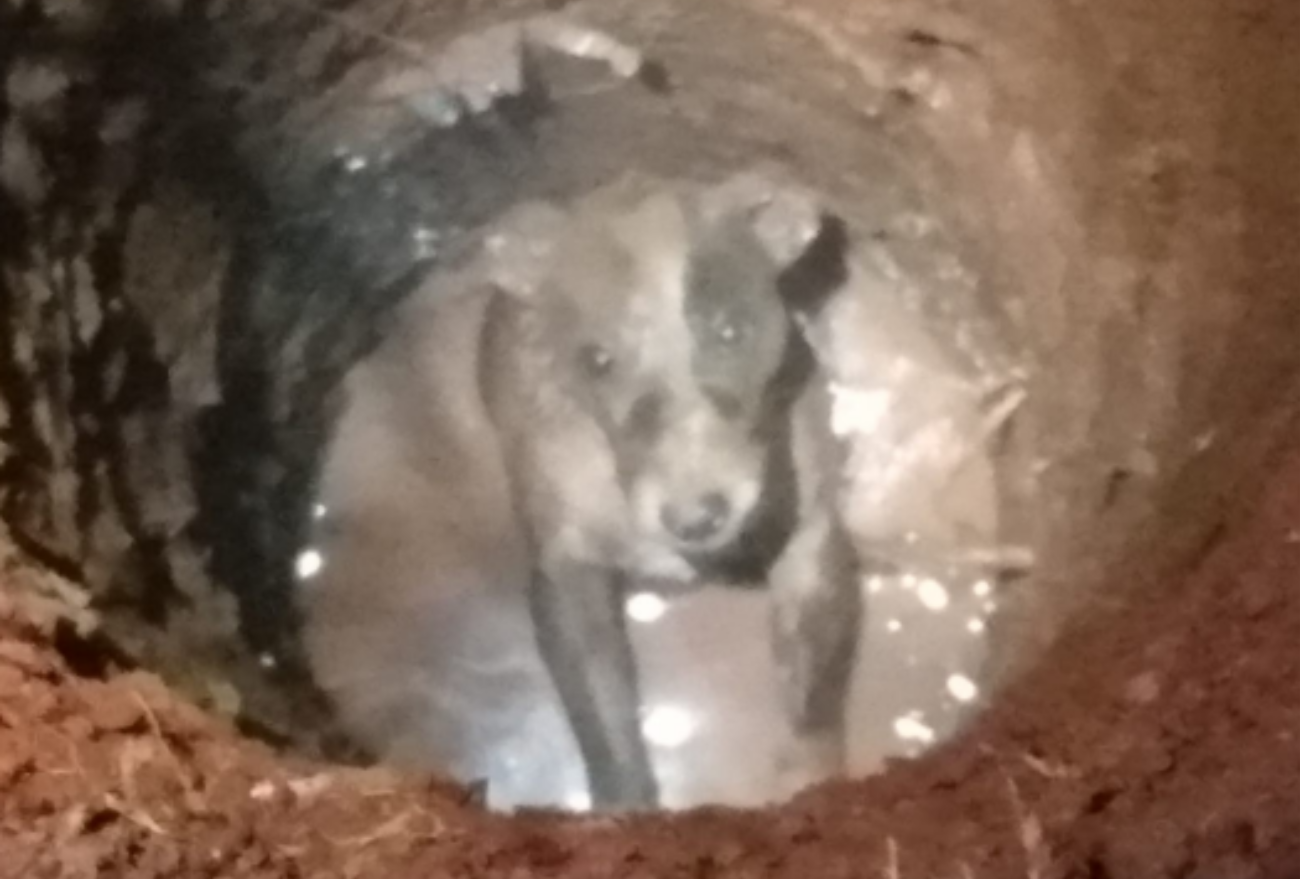 Cão é resgatado de buraco de mais de 2,5 metros de profundidade, em Xanxerê