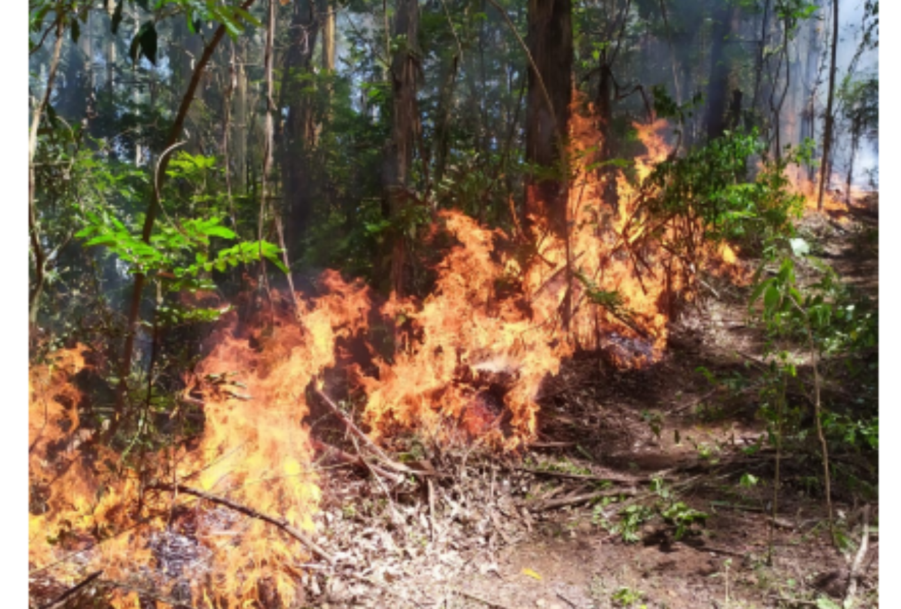 Bombeiros combatem incêndio em vegetação no Oeste