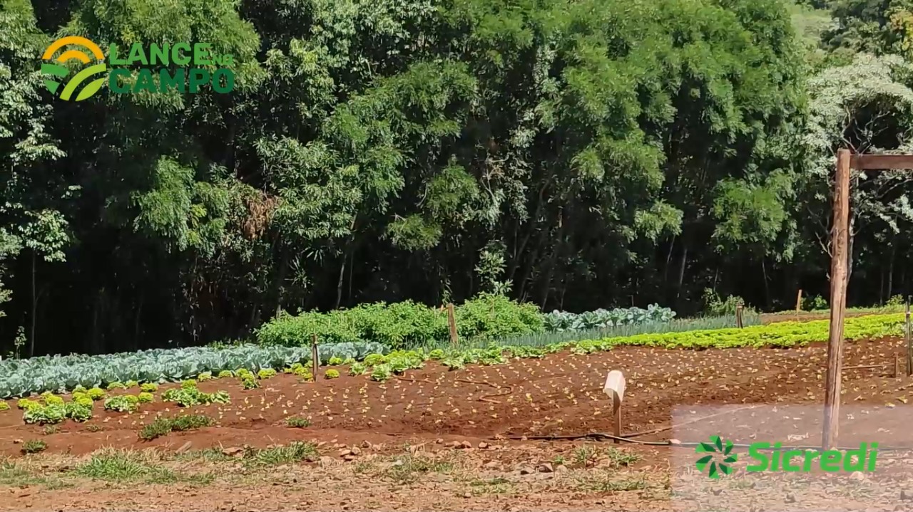 Lance no Campo: Missão SOS Vida Nova planta e revende hortaliças na Feira de Xanxerê