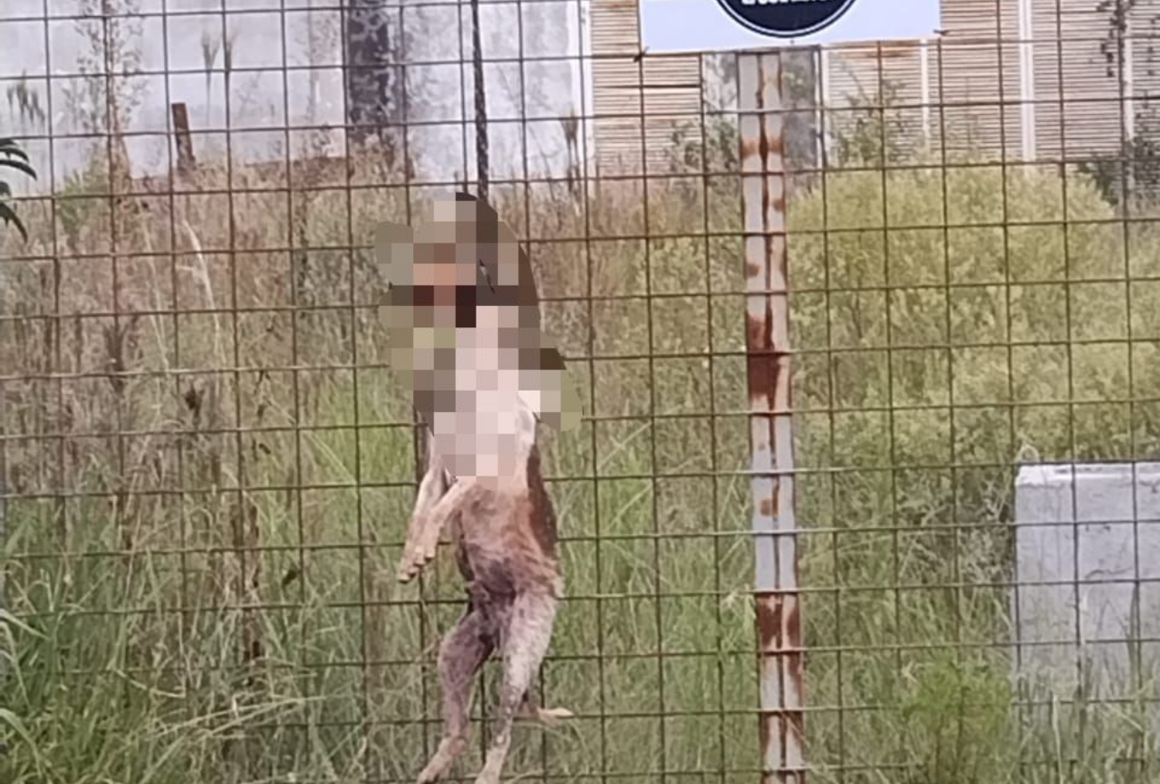 Causa animal: encontrado o dono de cachorro morto enforcado em Xaxim