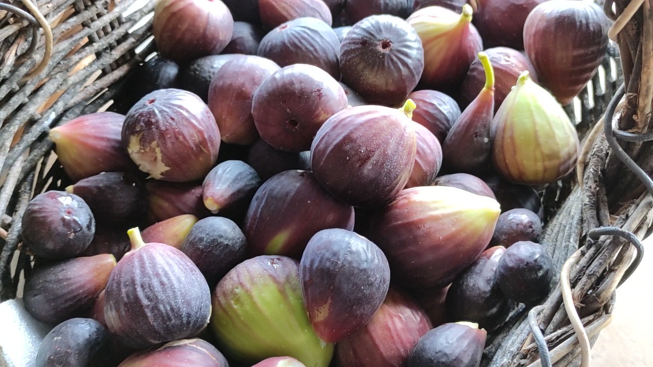 Lance no Campo: produtor de figos é destaque em toda a região