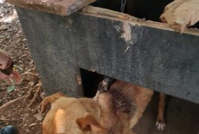 Cão abandonado acorrentado é salvo por policiais, em Abelardo Luz