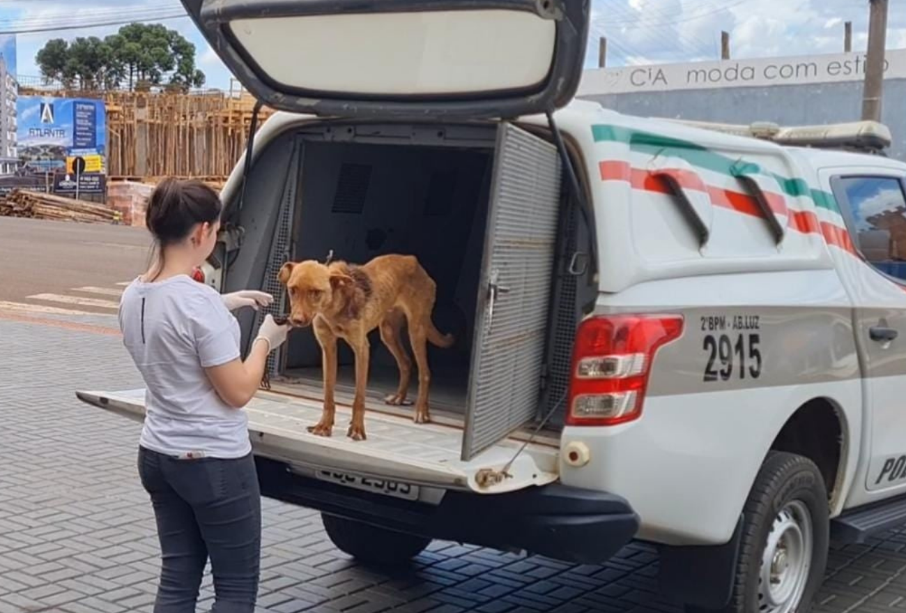 Cão abandonado acorrentado é salvo por policiais, em Abelardo Luz