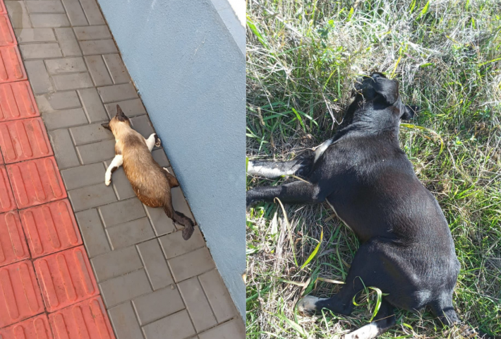 Moradores denunciam envenenamento de cães e gatos no Loteamento Bem Morar, em Xanxerê