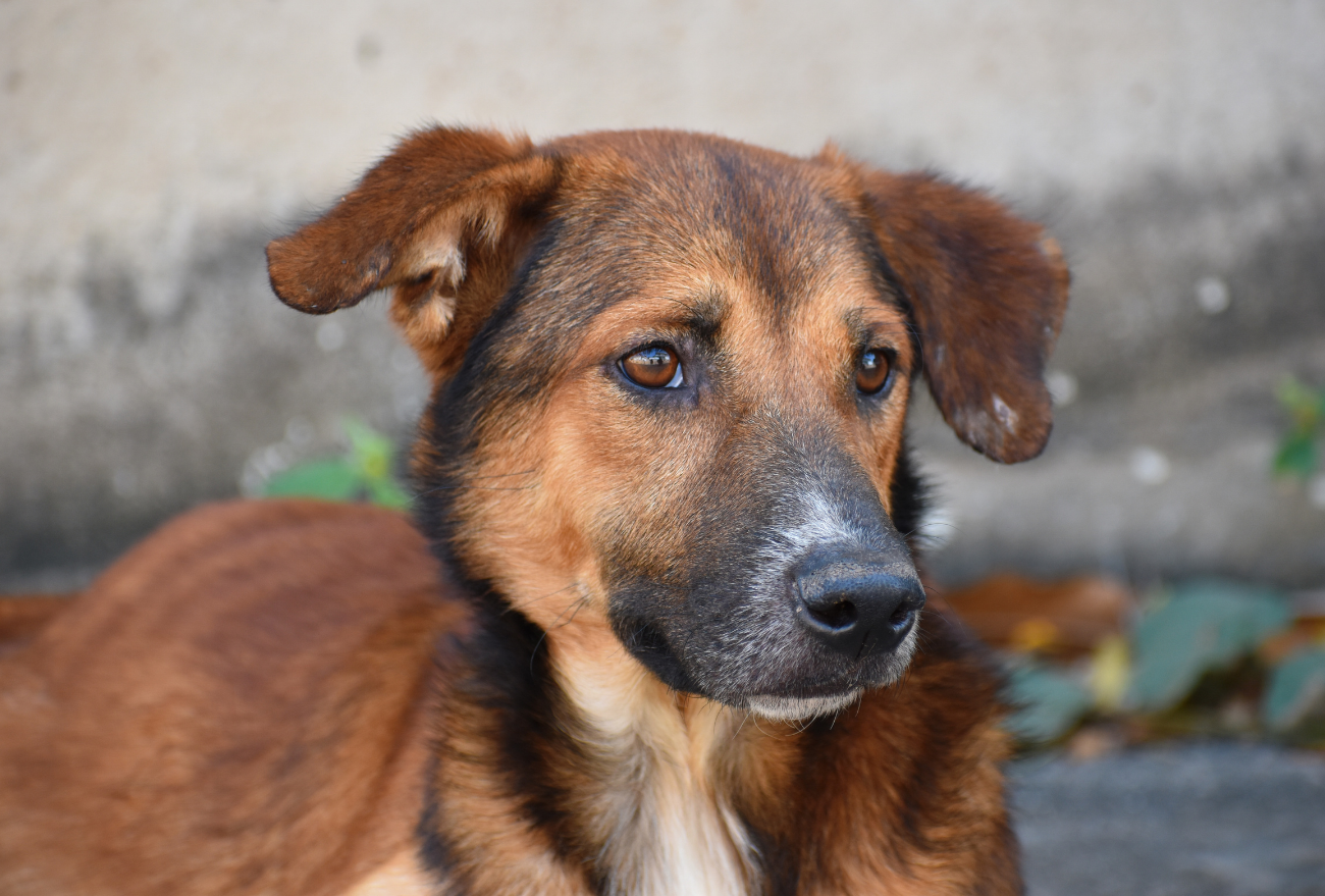 Bem Estar Animal faz prestação de contas referente a projeto do IMA