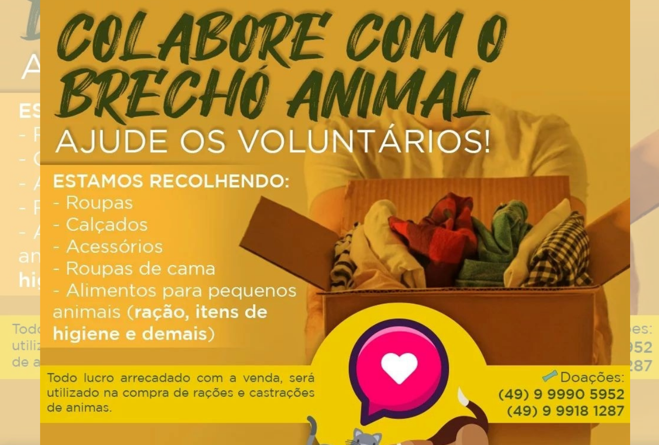 Voluntária independente arrecada doações para brechó em prol da causa animal