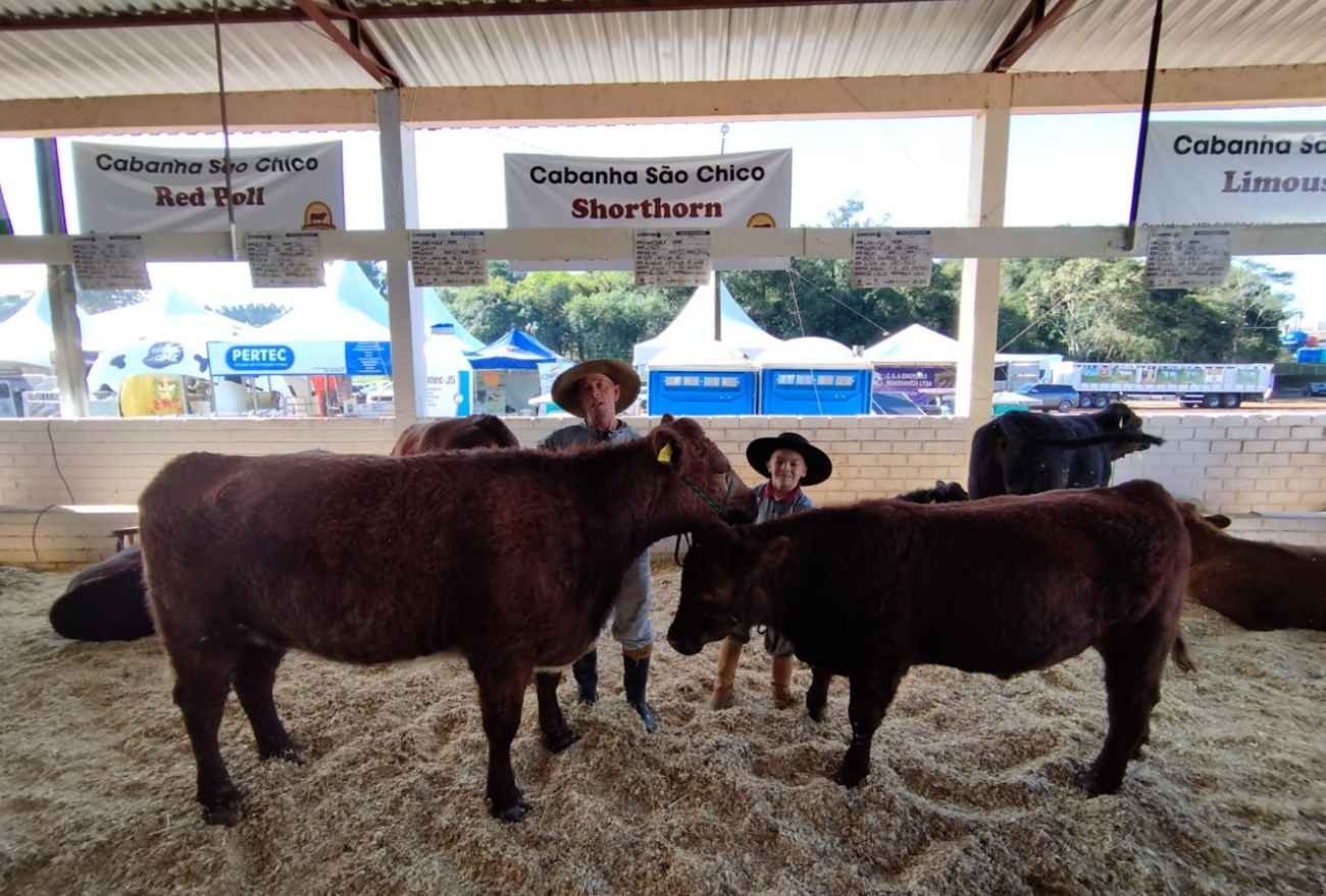Nove raças de gado de corte são atração na ExpoFemi