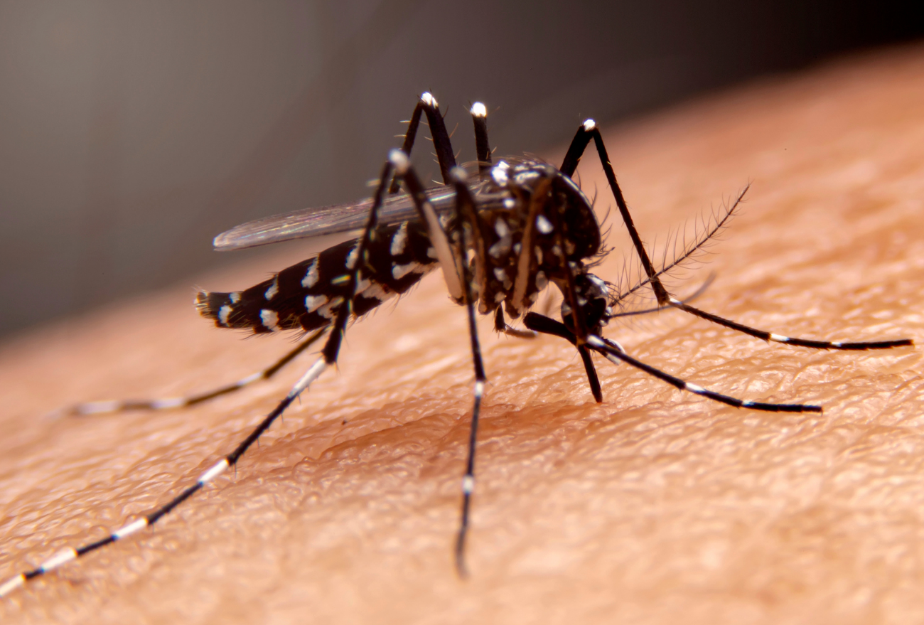 Confira agora o boletim de Dengue desta sexta-feira (06)