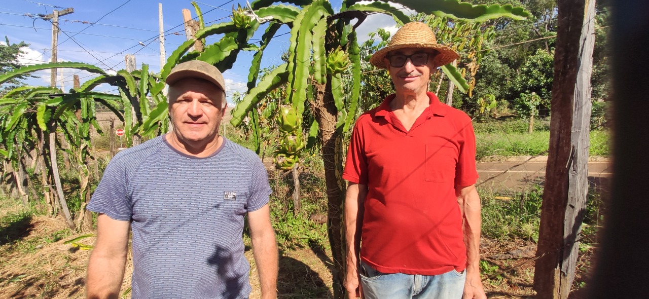 Lance no Campo: xanxerenses inovam e investem no cultivo de pitaias