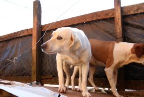 Campanha é realizada para encontrar novos lares a 37 cães que pertenciam à dona Vanda