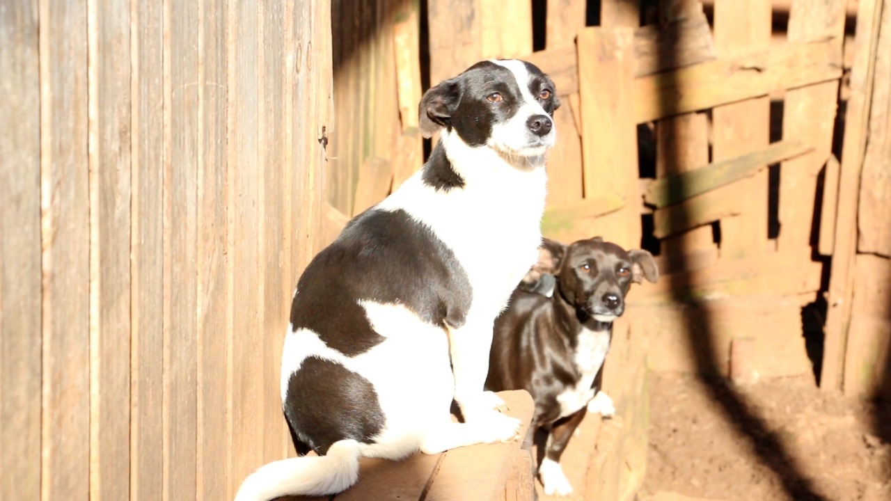 Campanha é realizada para encontrar novos lares a 37 cães que pertenciam à dona Vanda
