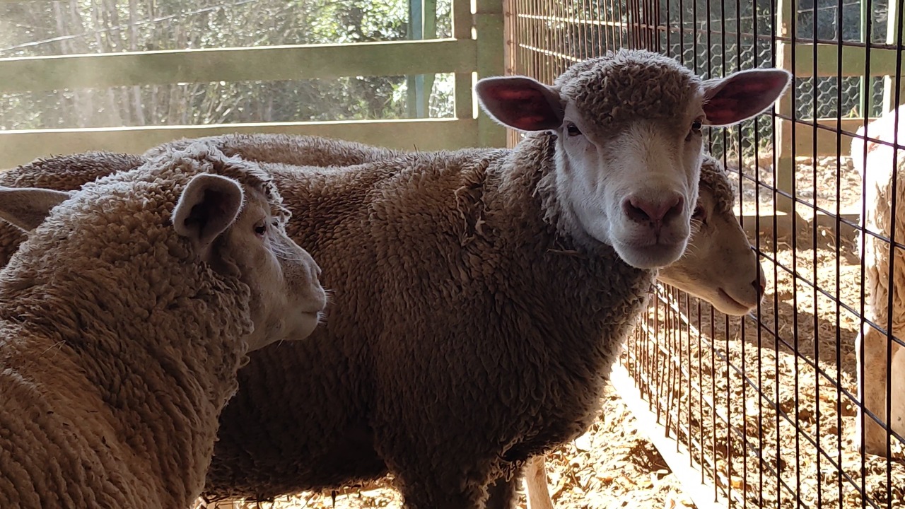 Lance no Campo: família de Passos Maia aposta na produção de ovelhas