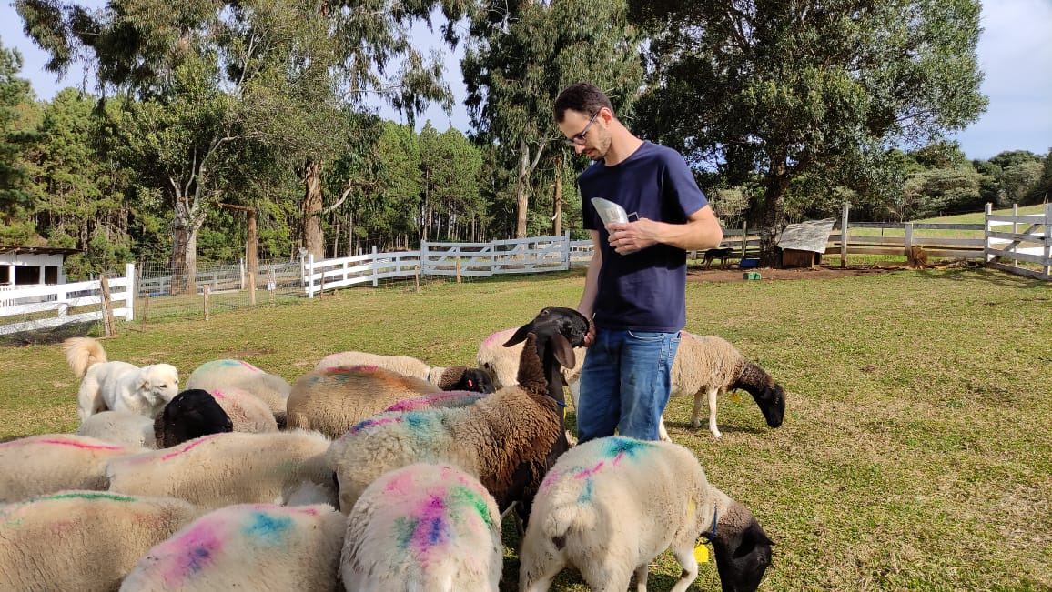 Lance no Campo: pai e filho se dedicam a criação de ovelhas da raça Dorper